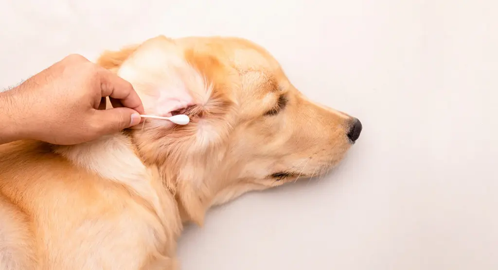 how to clean your dog s ears at home.jpg